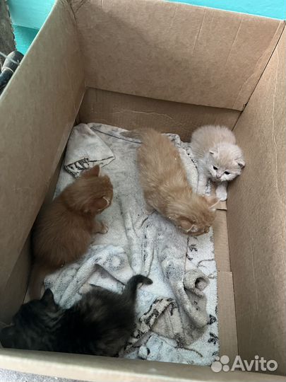 Кошка в дар