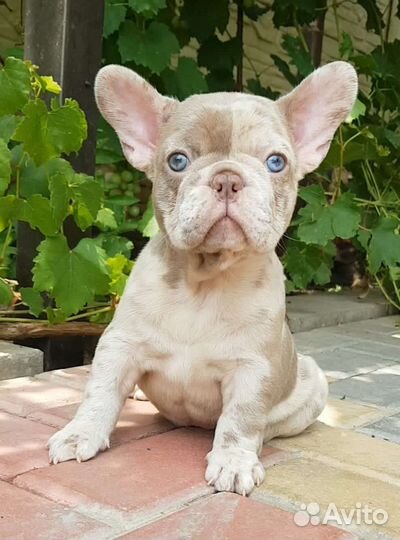 Французский бульдог в программу нью шейд
