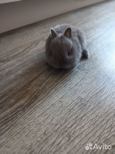 Зайчик микро мальчик