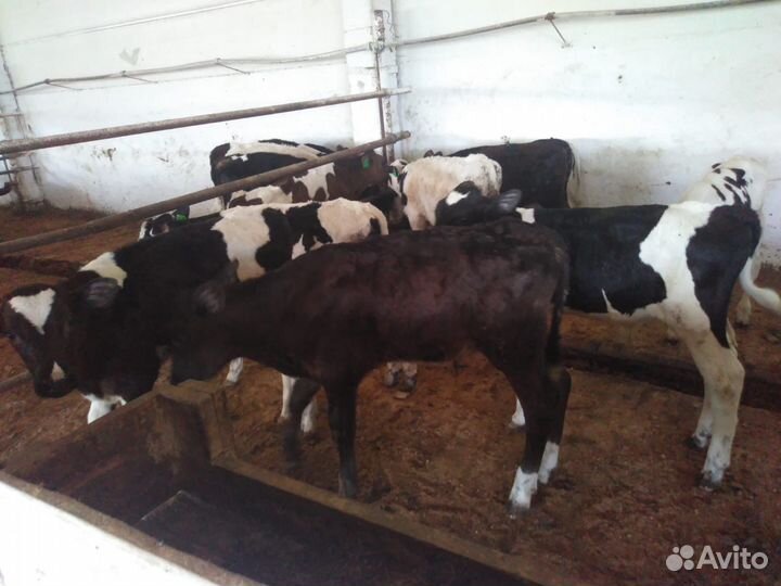 Бычки на откорм