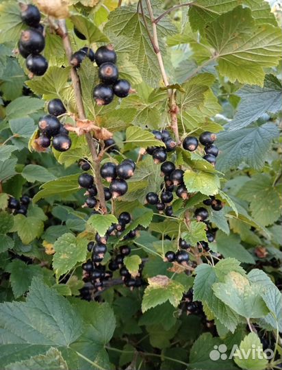 Домашнее варенье