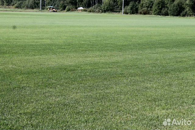 Рулонный газон напрямую от производителя