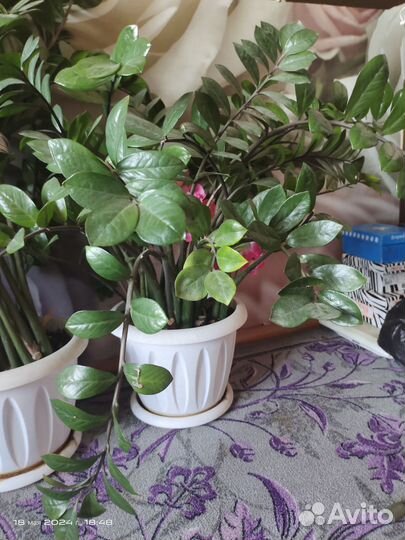 Замиокулькас