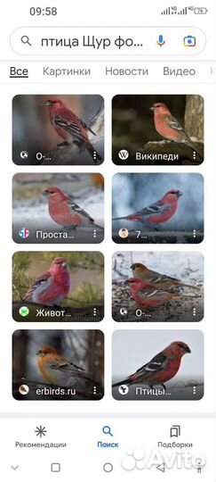 Певчие птицы