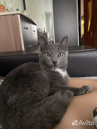 Отдам котика в добрые руки