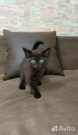 Котята