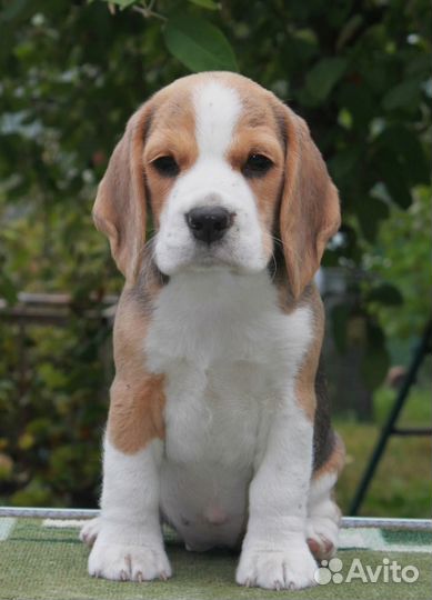 Бигль щенки