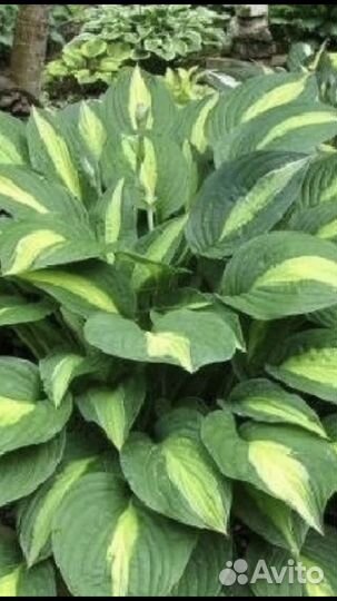 Хоста Стриптиз