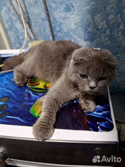 Шотландская вислоухая кошка бесплатно