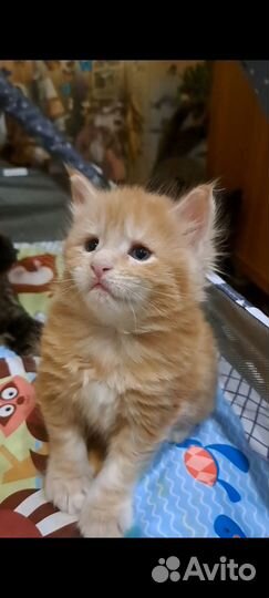 Котята мейн-кун