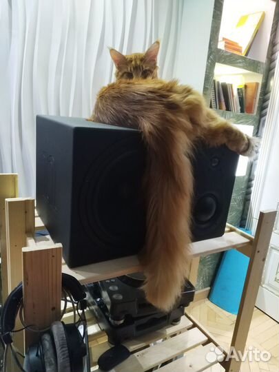 Мейн Кун красный кот полидакт вязка