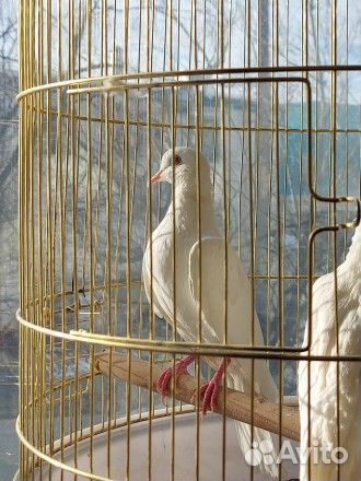 Белый голубь бесплатно