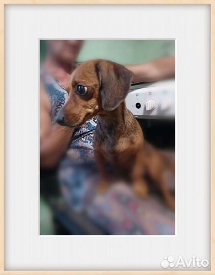 Кроличья такса в добрые руки