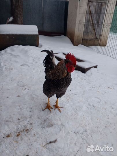 Петух брама