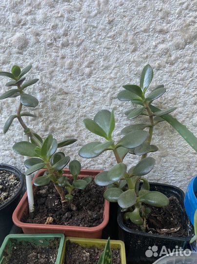 Толстянка денежное дерево