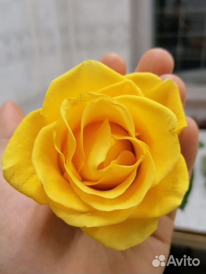 Яркие солнечные лимонные розы оптом