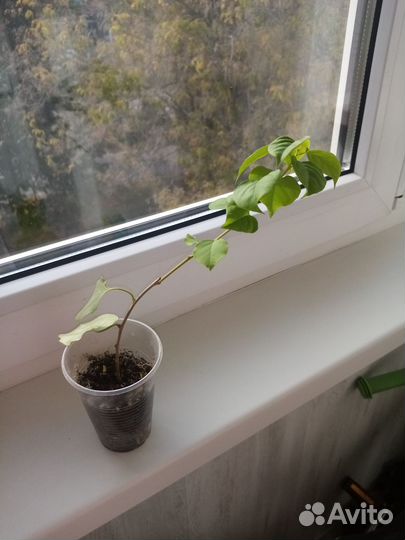 Бугенвилия