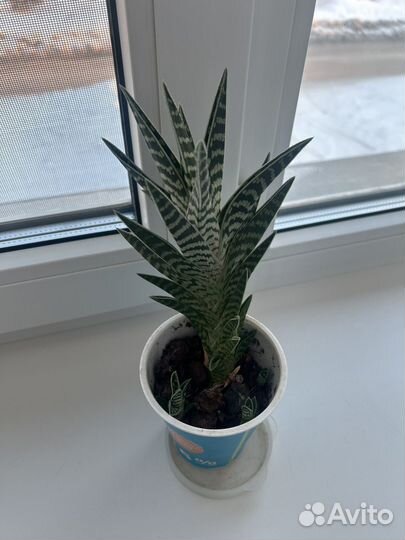 Кактус цветущий