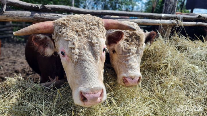 Бычки и быки Герефорды