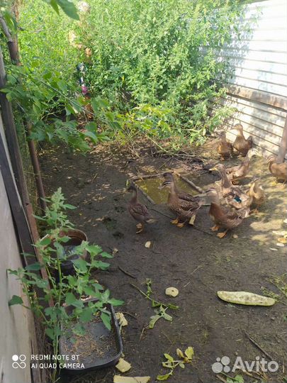 Утки подсадные для охоты