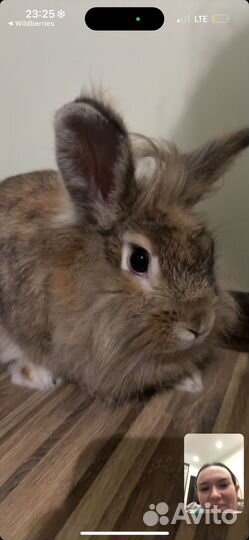 Декоративные кролики