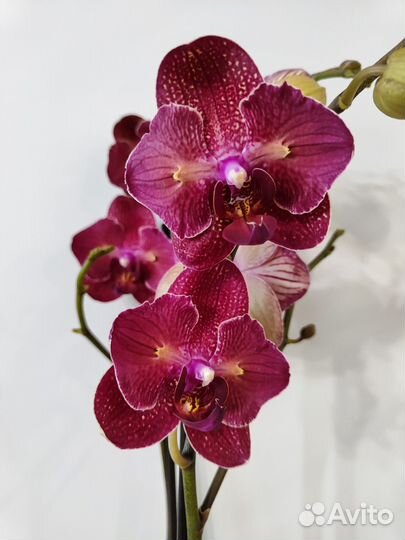 Орхидея фаленопсис бабочка Кимино
