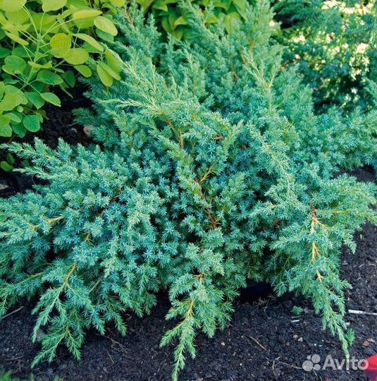 Можжевельники чешуйчатые сортовые.Кустарник.Рассад
