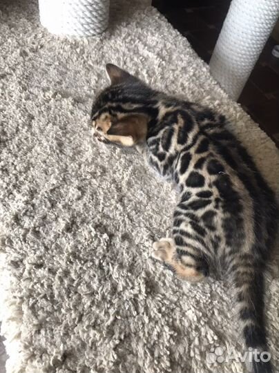 Бенгальская