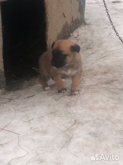 Бильгийская овчарка щенки в добрые руки