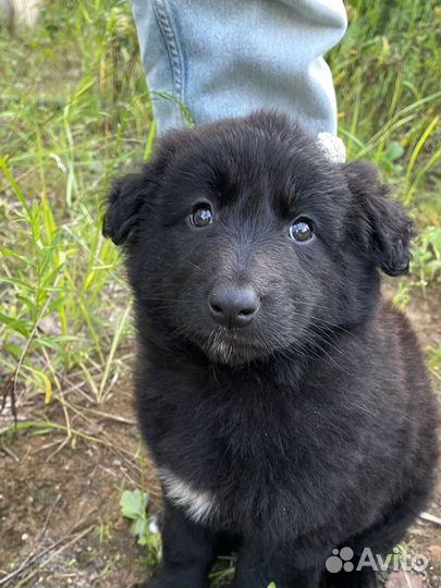 Щенок метис овчарки