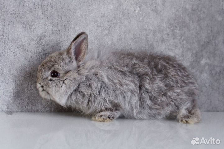 Декоративные карликовые кролики