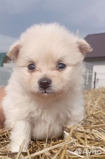 Щенки Шпица