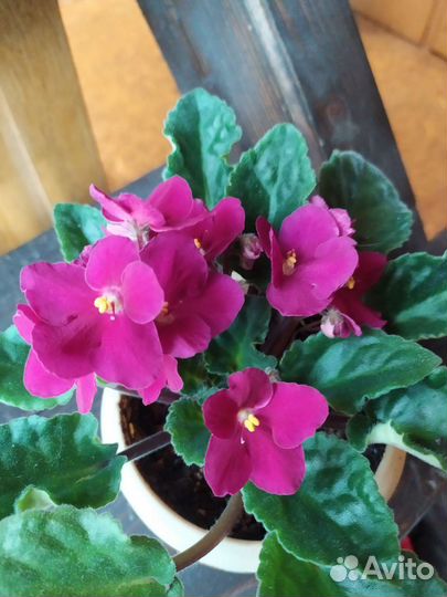 Продажа комнатных фиалок