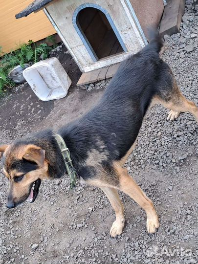 Собака для охраны