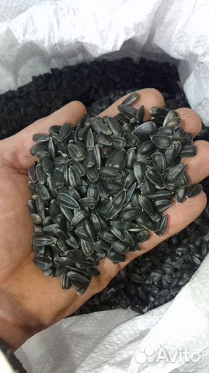 Семена подсолнечника Кулундийский