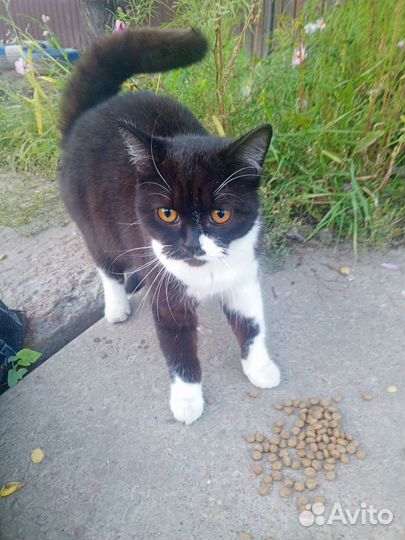 Кошечка брошенка