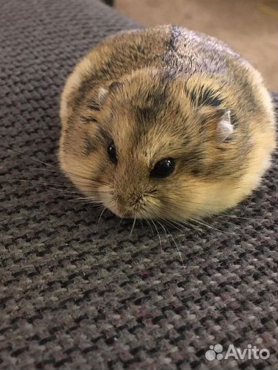 Передержка домашних животных тюмень