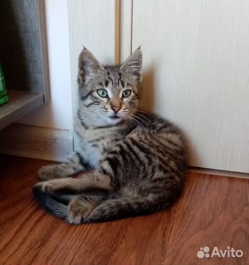 Котенок в добрые руки