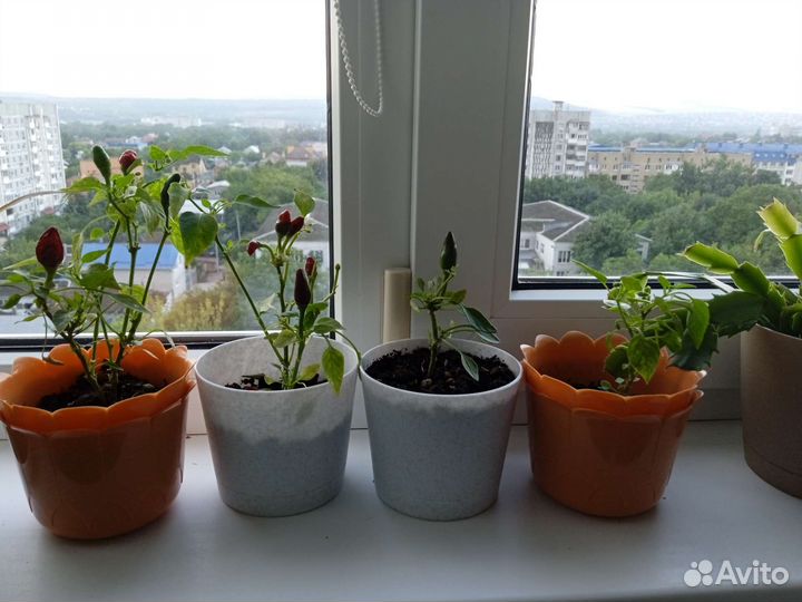 Перец комнатный острый 