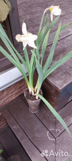 Примулы, нарциссы