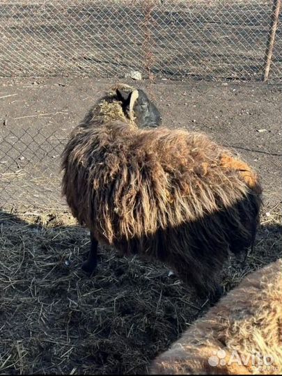 Курдючные овцы