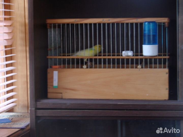 Русская канарейка овсяночного напева