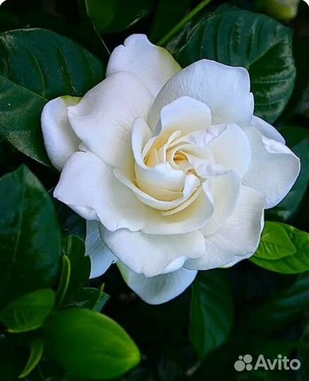 Гардения Жасминовидная