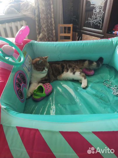 Передержка зооняня, передержка грызунов и птиц