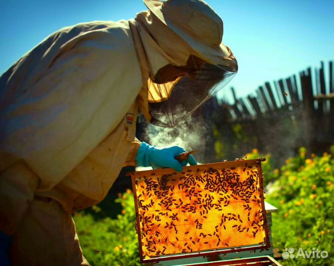 2024 Мёд натуральный алтайский опт