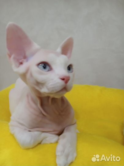 Котята девон-рекс