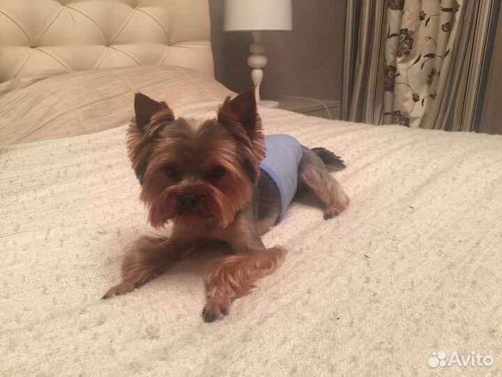 Йоркширский терьер вязка мальчик