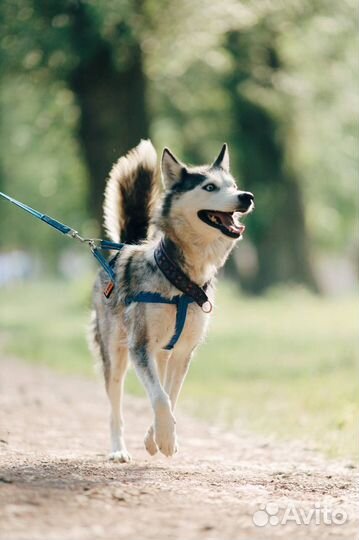 Девочка хаски в добрые руки