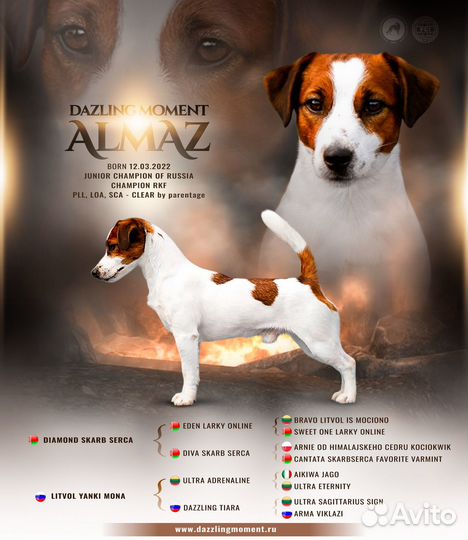 Щенки джек рассел терьер