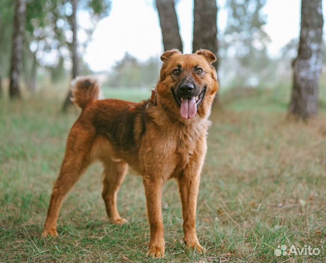 Кай в добрые руки